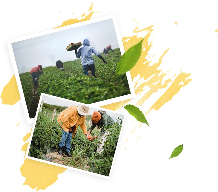 ALWIS AGRO EXPORTS PVT LTD